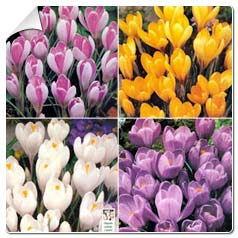 Crocus a grandes fleurs